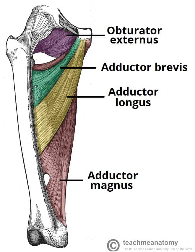 <p>Adducts thigh </p>