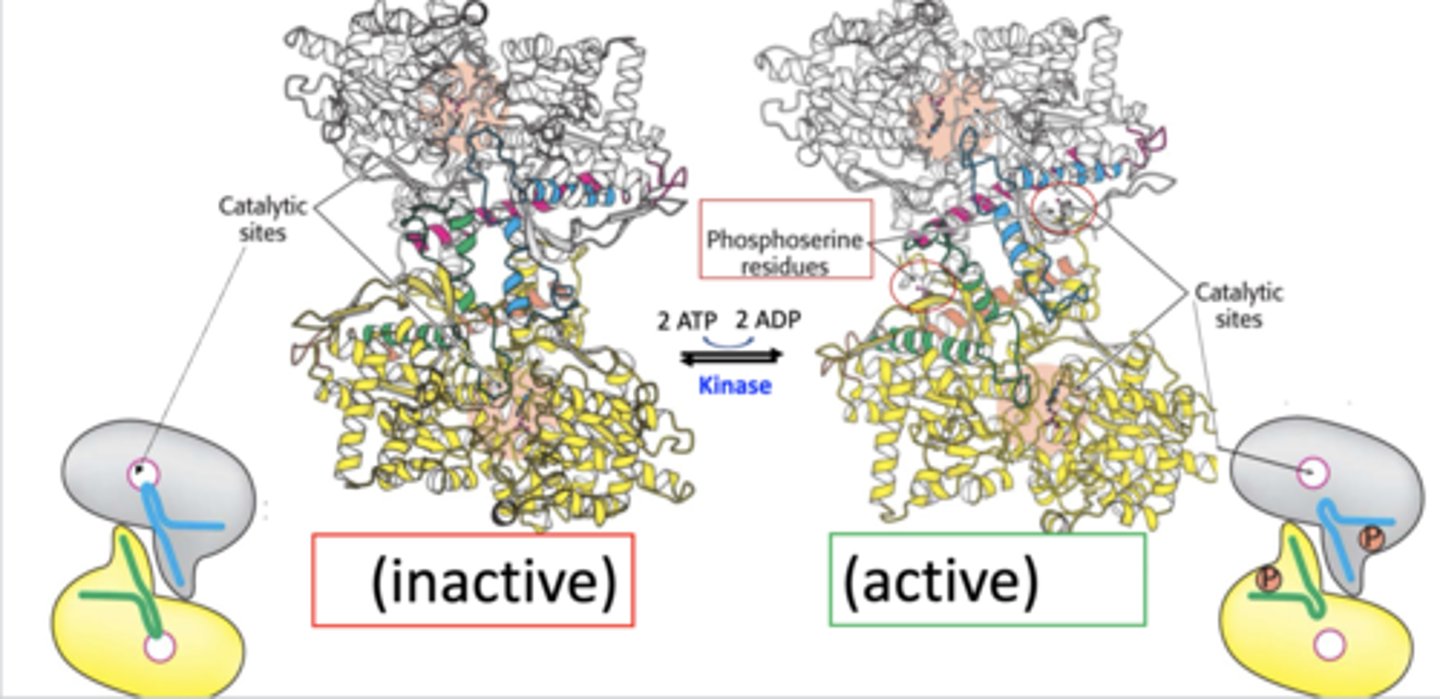 <p>results in structural changes making it active for glycogen breakdown</p>