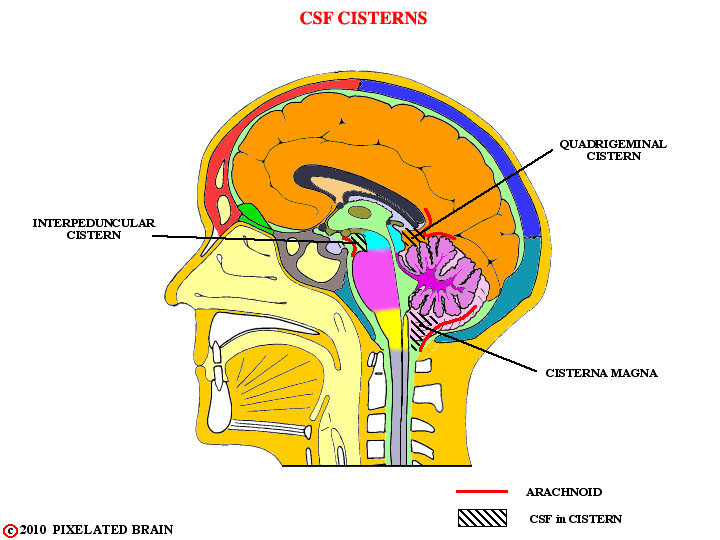 <p>Cisterna magna.</p>