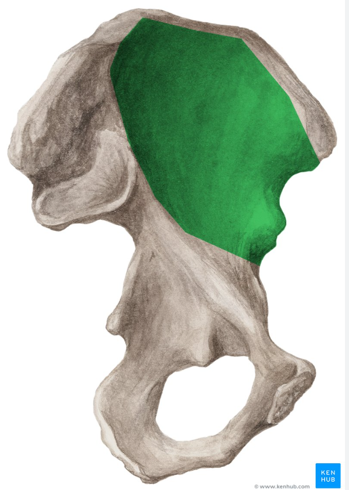 <p>Highlighted is the?</p>