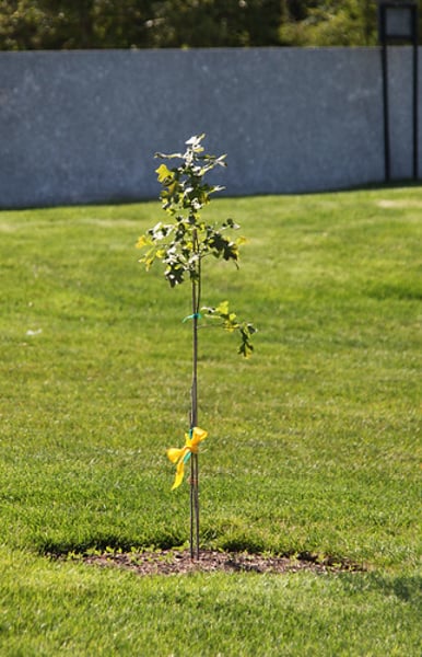 <p>An acorn germinates, develops into an oak seedling, and, at maturity, reproduces sexually to produce its own acorns. One of the five characteristics of life.</p>