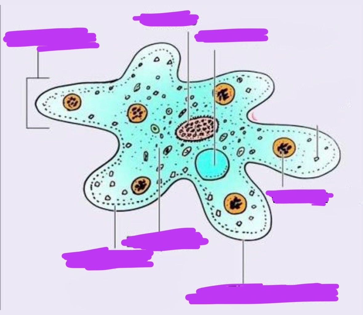 <p>Label + Identify Domain, Major Clade, Kingdom? Clade, Group?, Genus?</p>