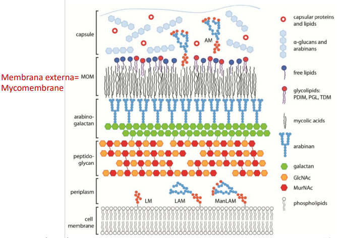 <p>Micobactérias. Possuem uma micomembrana composta por ácidos micólicos.</p>