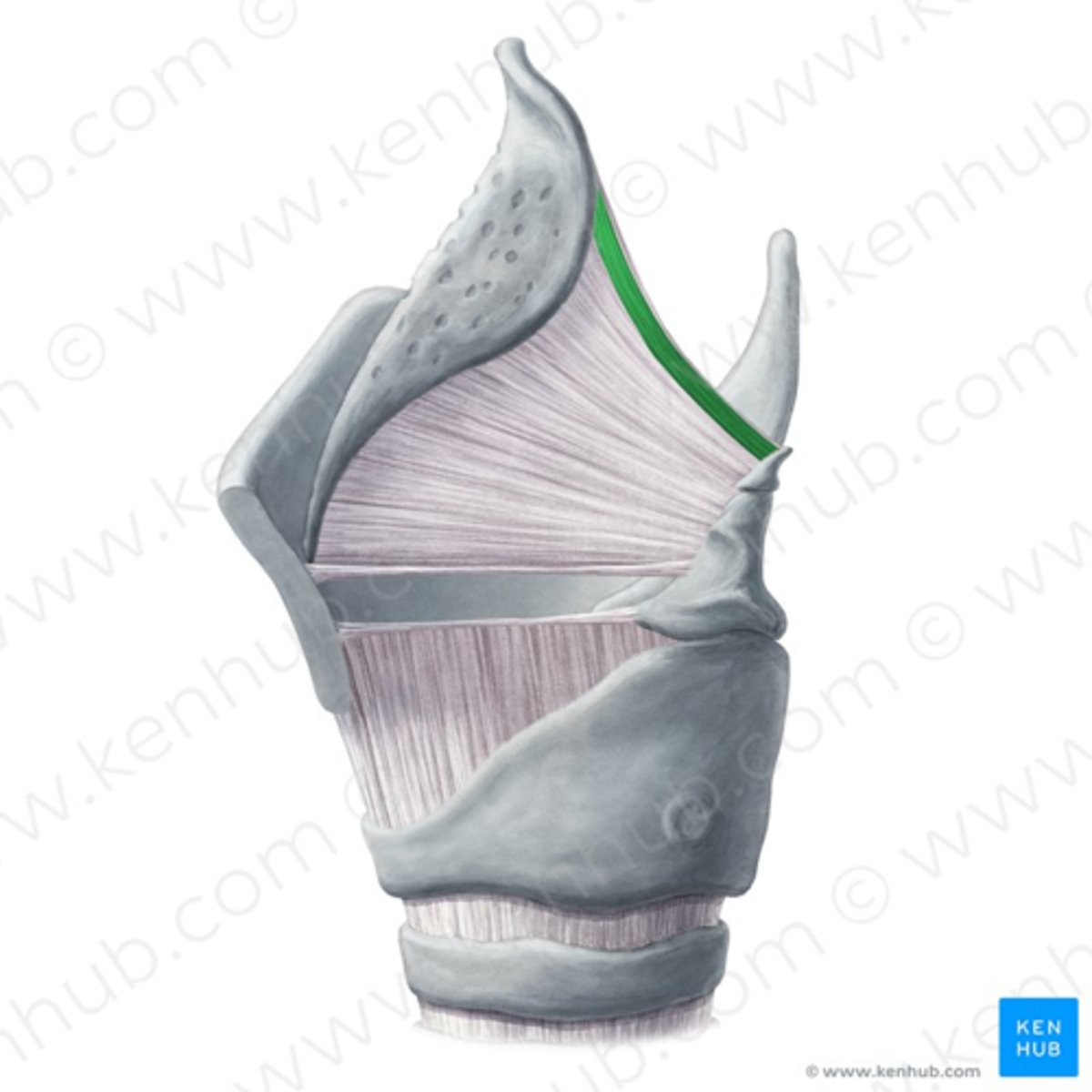 <p>identify the structure:</p>