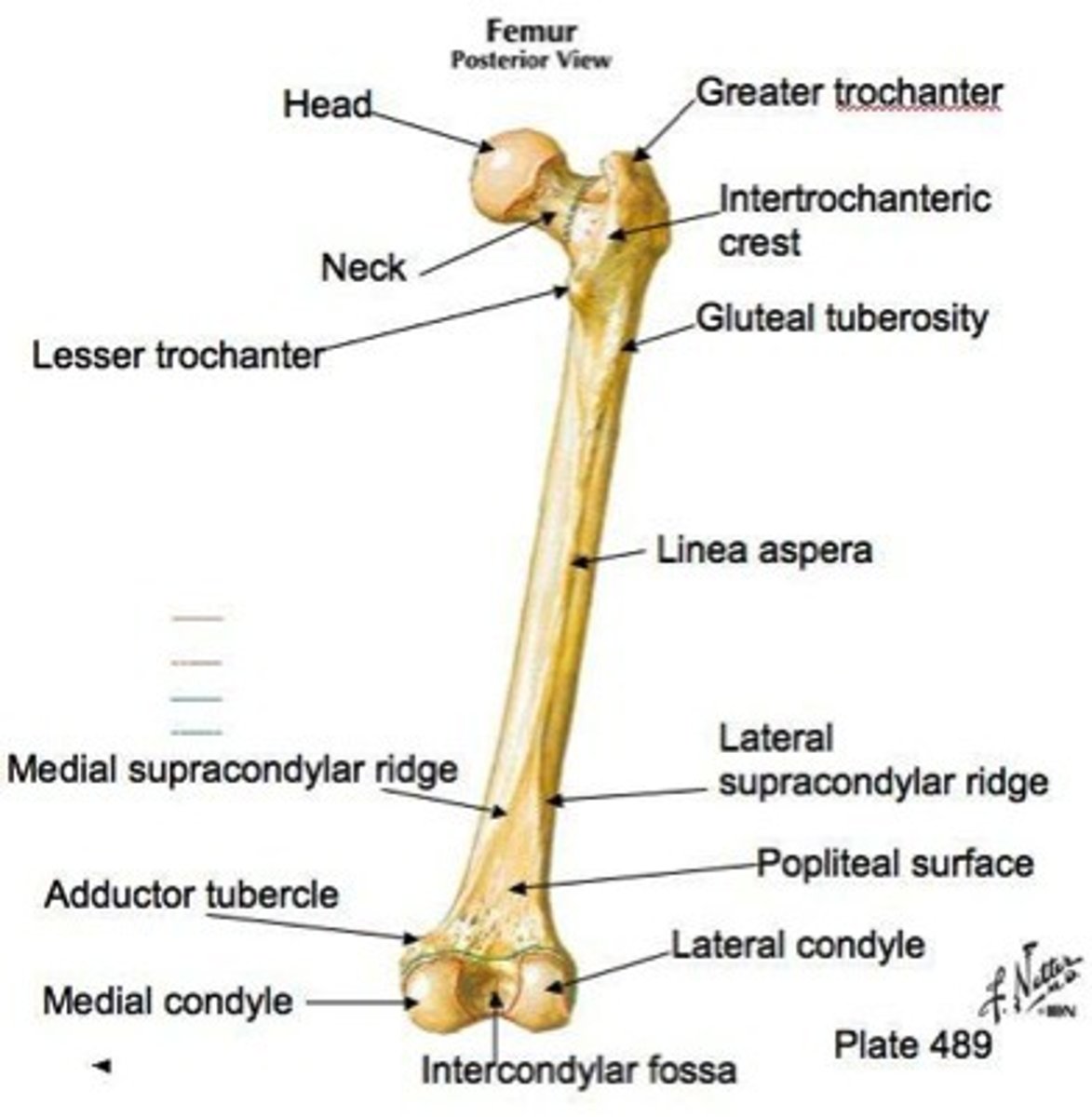 <p>1. Head</p><p>2. Fovea capitis (next slide)</p><p>3. Greater/lesser trochanter</p><p>4. Intercondylar fossa</p><p>5. Medial/lateral condyle</p><p>6. Medial/lateral epicondyle (slide 46)</p>