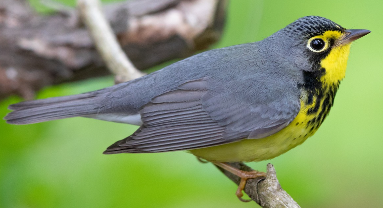 <p>What bird is this? </p>