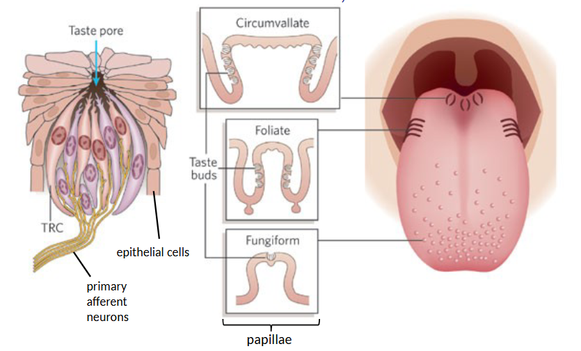<p>number per papillae depends on type</p><p>each taste bud has 50-150 taste receptor cells</p><p>supporting epithelial cells secrete fluid into lumen of taste pore</p>