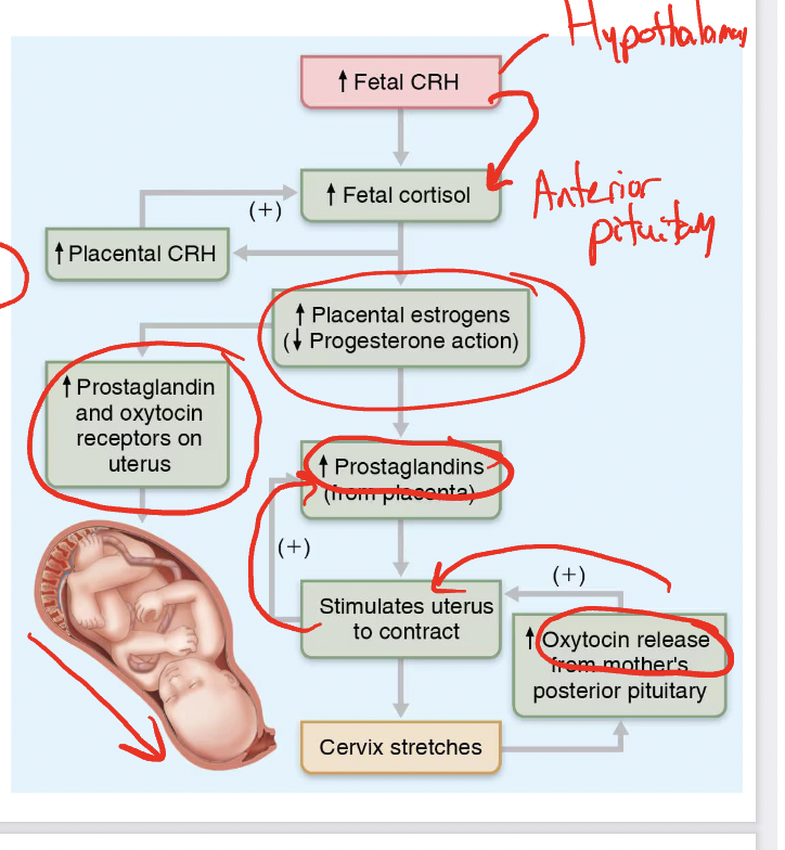 <p>fetal CRH (hypothalamus) —&gt; fetal cortisl (anteriror)—&gt; increase estorgens (decrease progesterone)—&gt;increase prostaglandins and ocytocin receptors—&gt; increase prostaglandins—&gt; stimulates contractions</p>