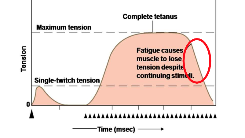 <p>If the muscle fatigues...</p>