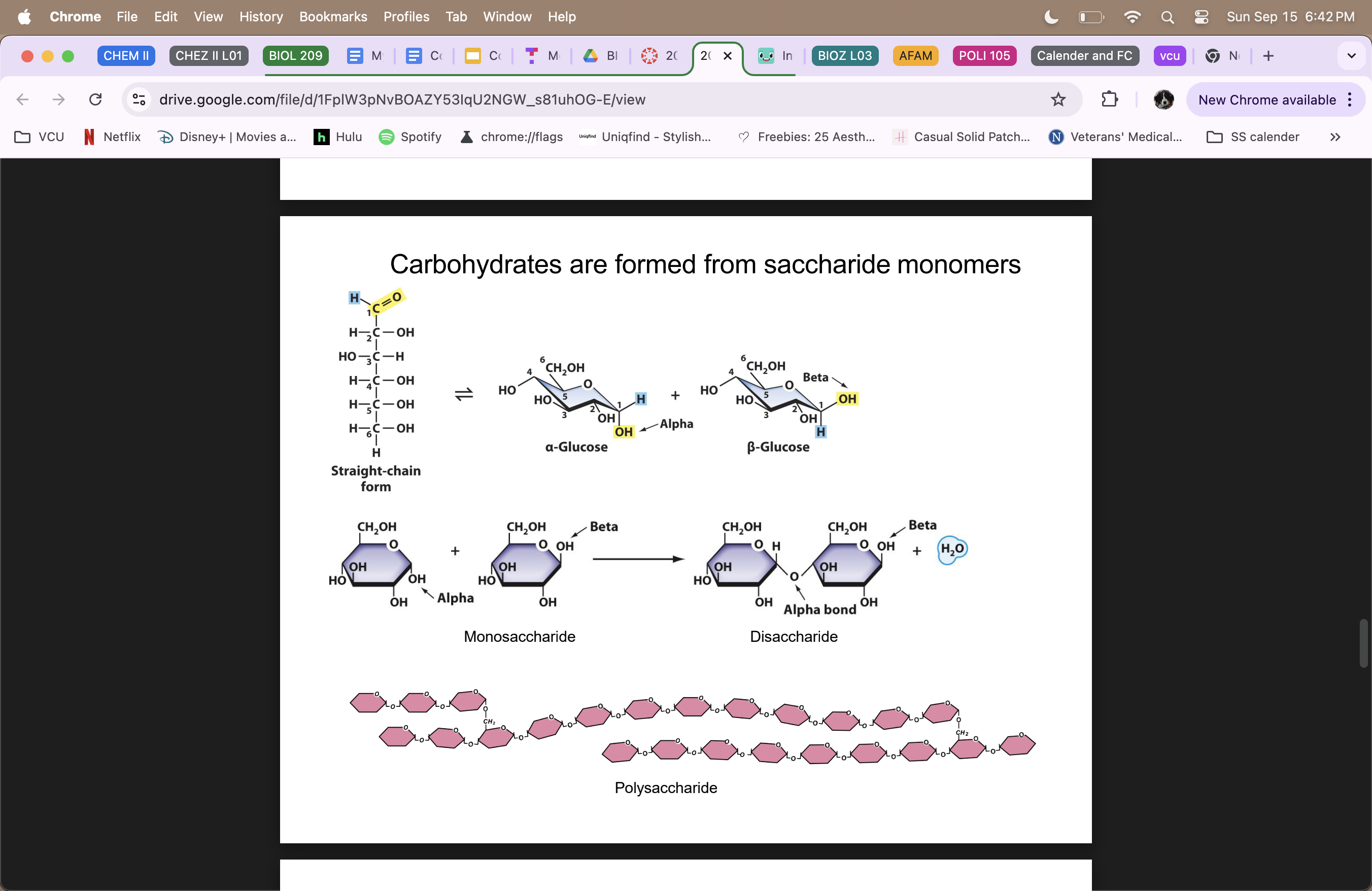 <ul><li><p>true polymer </p></li><li><p>formed from saccharide monomers </p></li><li><p><strong>polysaccharides</strong> provide important structual and enegry storage molecules (<strong>cellulose</strong> = structural; <strong>starch</strong> = energy storage) and can also be attached to certain lipids and proteins </p></li><li><p><strong>recognize hydroxyl groups (OH)  </strong></p></li></ul><p></p>