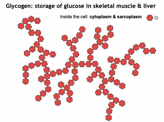 <p>Glycogen is the main storage form of glucose.</p><p>It is stored primarily in:<br>• Skeletal muscle<br>• Liver</p><p>Inside the cell, glycogen is found in the cytoplasm (sarcoplasm in muscle).</p><p>Glucose-6-phosphate is the phosphorylated form of glucose before it is incorporated into glycogen.</p>