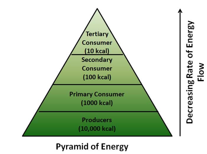 <p>Choose energy transfer between trophic level</p>