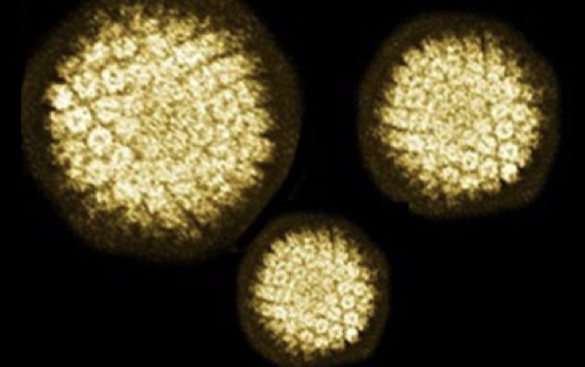 <p>Genus: Papillomavirus</p>