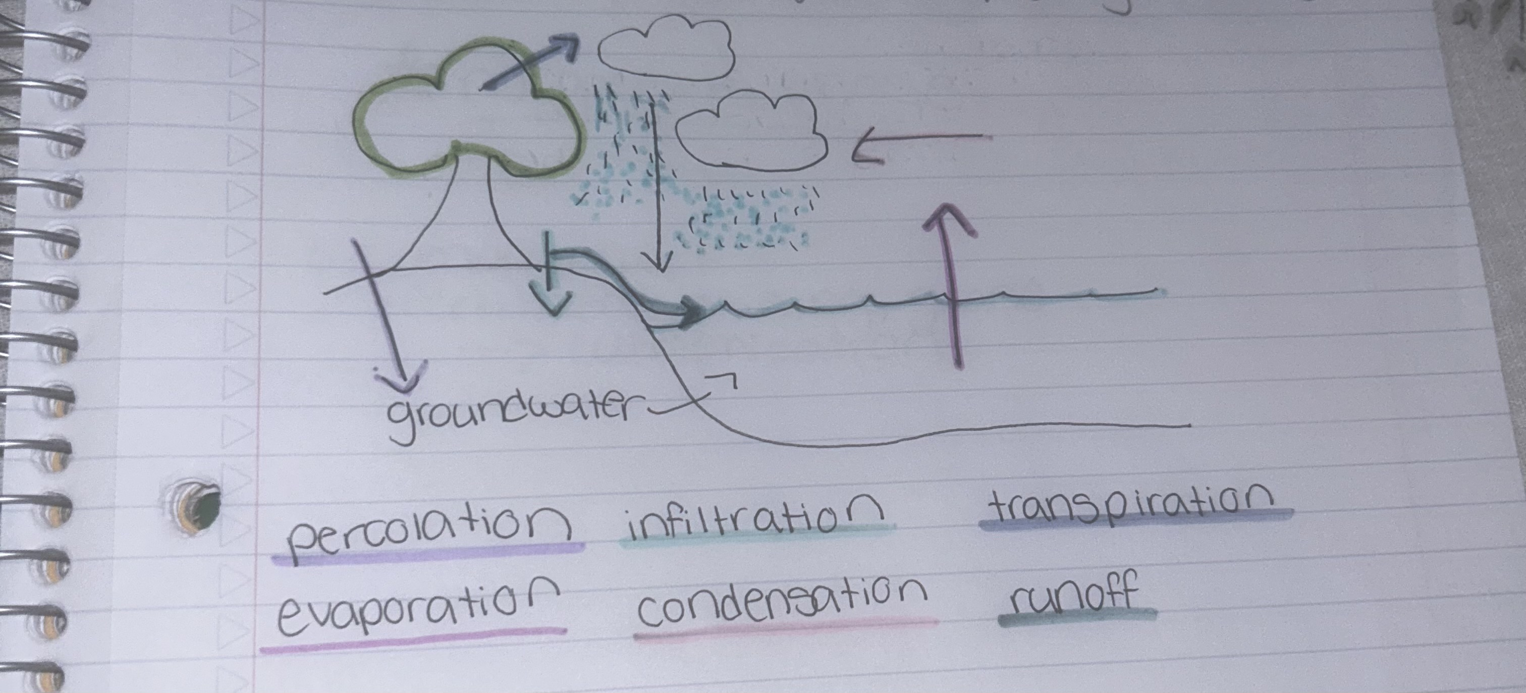 <p>(no order)</p><ul><li><p>percolation</p></li><li><p>evaporation</p></li><li><p>infiltration</p></li><li><p>condensation</p></li><li><p>runoff</p></li><li><p>transpiration</p></li></ul>