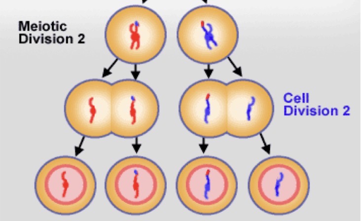 <p>• Sister chromatids are distributed among the daughter nuclei.</p><p>• Four haploid cells containing one copy of each</p><p>chromosome (a sister chromatid) (haploid nuclei).</p>