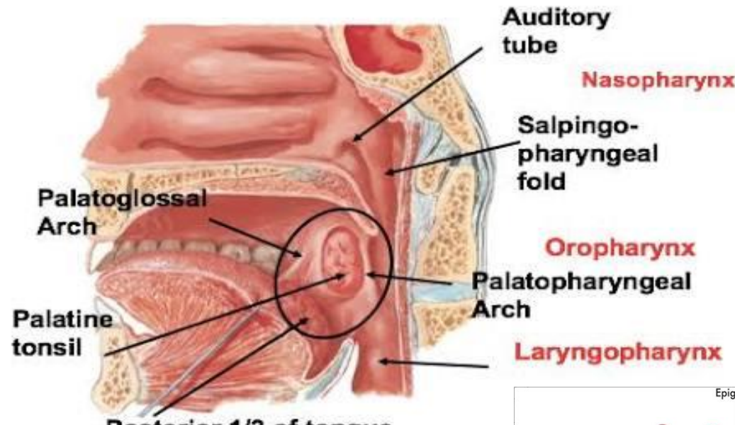 <p>Between palatoglossal and palatopharyngeal arches, there is palatine tonsil</p>