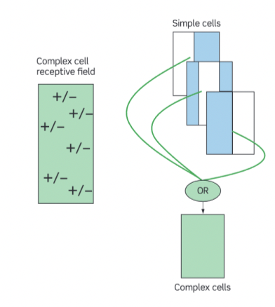 <p>Appropriately 'wiring' together the output of simple cells </p><ul><li><p>Simple cells that are all tuned to the same orientation, but in slightly different positions in space, could feed on to the complex cell which performs an OR operation</p></li></ul>