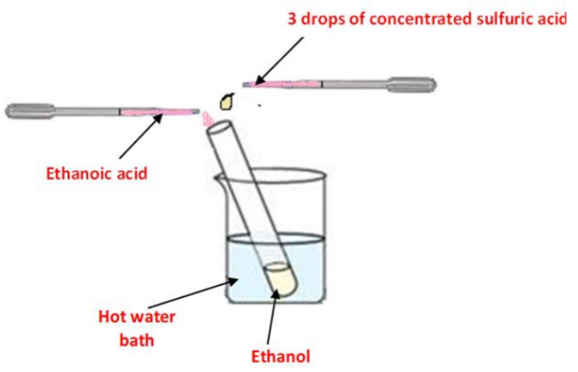<p>➢ A few cm3 of <strong>ethanol</strong> are placed in a <strong>test tube</strong></p><p>➢ Using a dropper a cm3 of <strong>ethanoic acid</strong> and three drops of <strong>sulfuric acid are added</strong> and the test tube is <strong>placed in a hot water bath</strong> for about ten minutes</p><p>Result: A <strong>“fruity smell”</strong> is observed</p><p>Note: <strong>No colour change</strong> is observed</p>