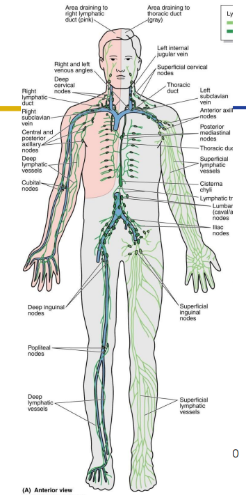 <p>- One-way system, lymph flows toward the heart</p><p>- Lymphatic Capillaries: join to form lymphatic vessels</p><p>- Lymphatic Vessels: have valves that ensure one-way flow (beaded appearance)</p><p>- Lymph nodes: distributed along vessels and filter lymph</p><p>- Lymphatic vessels drain to trunks which drain to ducts: drain tissues of body and move lymph into major veins</p>