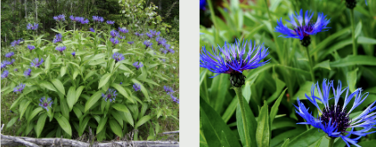 <p><span style="font-family: &quot;Gowun Batang&quot;, serif;">Gray-green, lance-shaped leaves with fringed, thistle-like blue flowers.</span></p>
