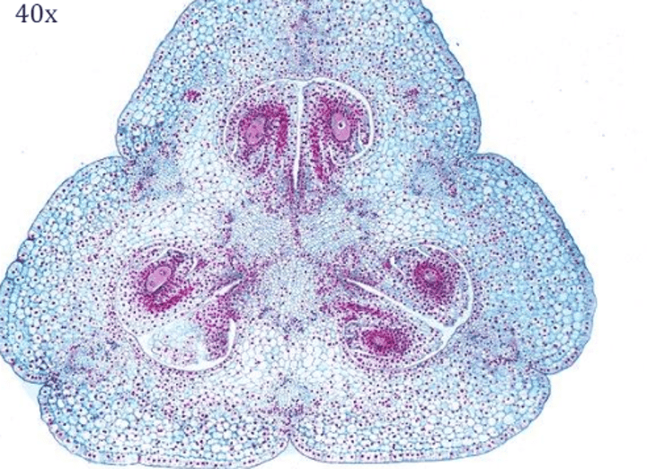 <p>Type? Phylum? Sex?</p>