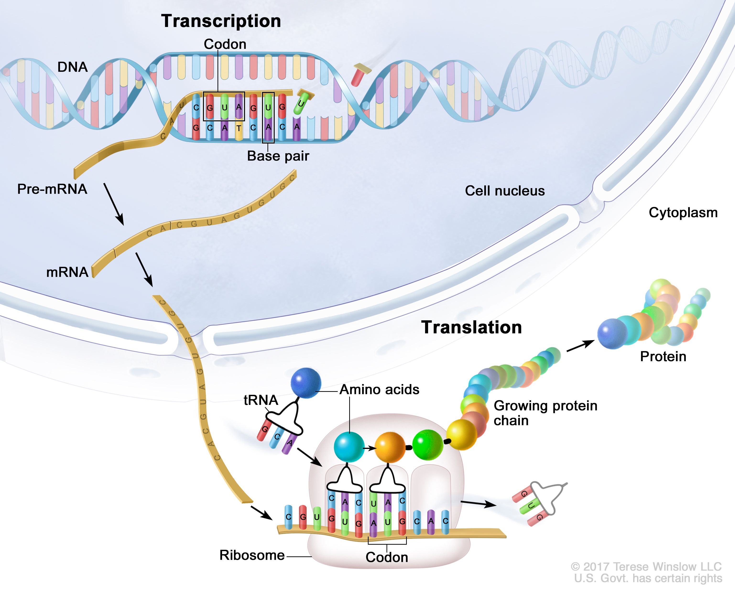 <p>The process by which the ribosome reads mRNA and synthesizes a protein.</p>