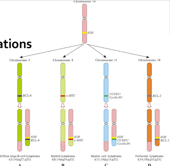 <p>Cancer = tumorigenic cells regulate the apoptotic pathway abnormally&nbsp;</p><ul><li><p class="Paragraph SCXW94055809 BCX0" style="text-align: left">Bcl2 production increases after chromosome translocation -&gt; leading to apoptotic inhibition of the cells (lymphocytes)&nbsp;</p></li></ul><ul><li><p class="Paragraph SCXW212061495 BCX0" style="text-align: left">P53 gene mutated so there’s no cell death or cell-cycle arrest =&gt; tumors (very common in many cancers)&nbsp;</p></li></ul><ul><li><p class="Paragraph SCXW212061495 BCX0" style="text-align: left">Cells lose adherence to neighbor cells&nbsp;</p></li></ul><p class="Paragraph SCXW212061495 BCX0" style="text-align: left">&nbsp;image shows translocation examples</p>