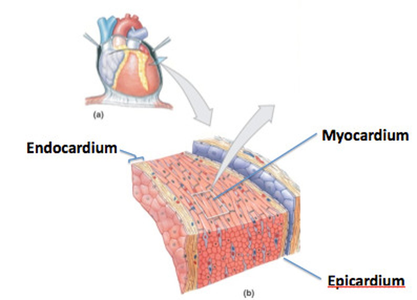 <p>From superficial to deep they are:</p><p>Epicardium</p><p>Myocardium</p><p>Endocardium</p>