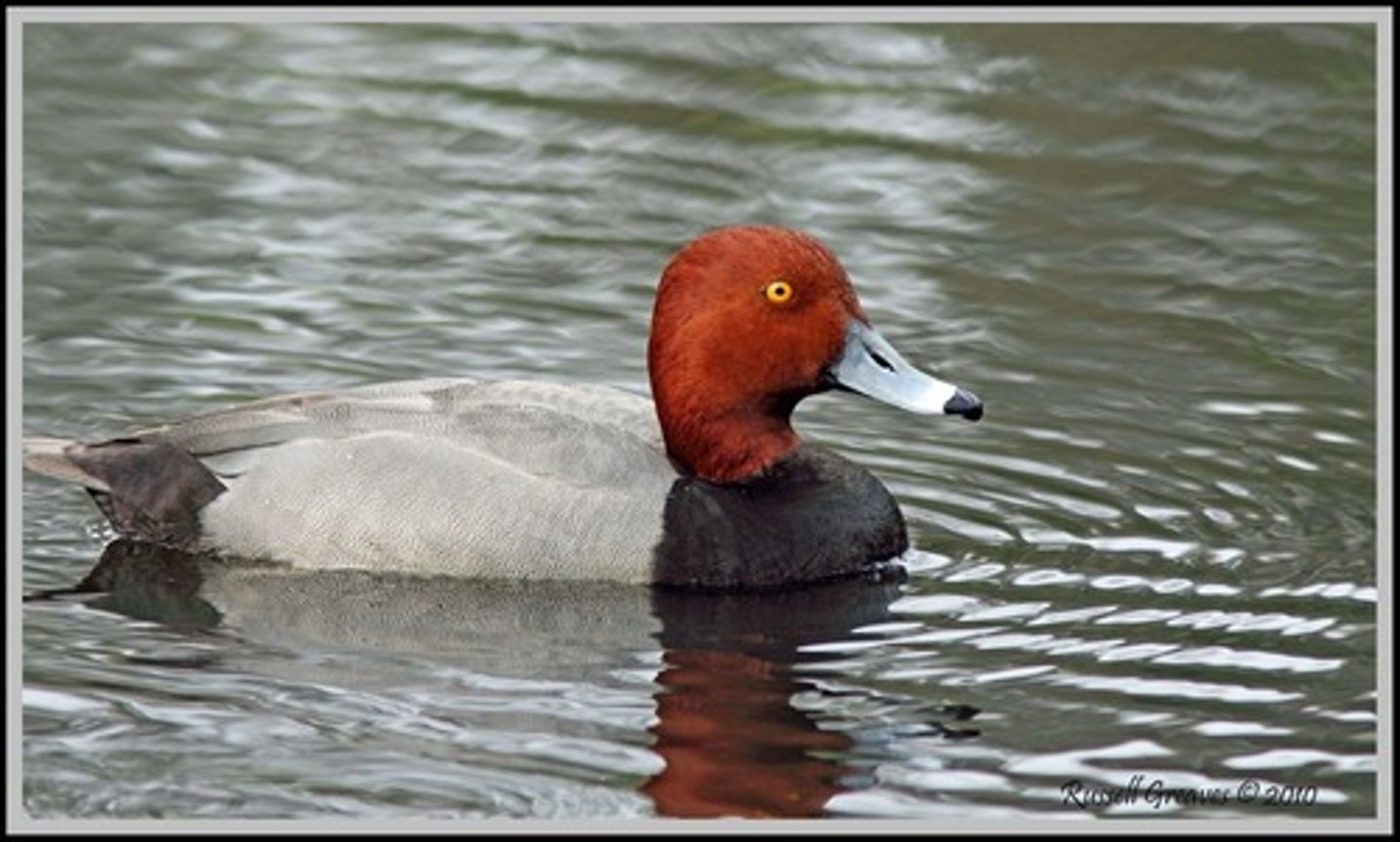<ul><li><p><span style="background-color: transparent;">yellow eye, nest overwater, brood parasite, likely to pull Canvasback eggs and nests</span></p></li></ul><p></p>