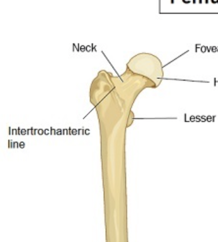 <p>variable, fairly vertical, roughened line that passes between the LESSER and GREATER TROCHANTERS on anterior surface on the FEMORAL NECK</p>