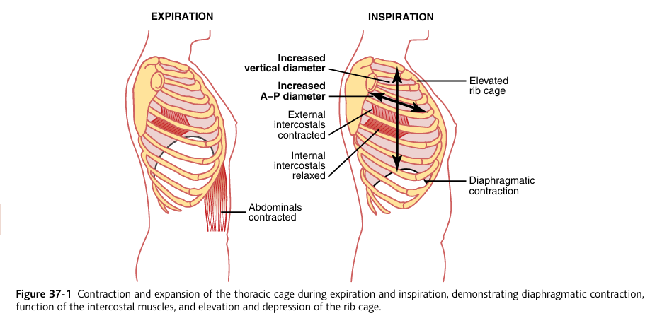<p><u>Muscles That Cause Lung Expansion and Contraction</u></p><p>The <strong>lungs </strong>can be<strong> expanded</strong> and <strong>contracted </strong>in <strong>two ways</strong>: </p><p>(1) by<strong> downward</strong> and <strong>upward</strong> <strong>movement</strong> of the <strong>diaphragm</strong> to <strong>lengthen </strong>or<strong> shorten the chest cavity </strong></p><p>(2) by <strong>elevation </strong>and <strong>depression</strong> of the <strong>ribs</strong> to increase and decrease the anteroposterior diameter of the chest cavity. Figure 37-1 shows these two methods.</p><p><strong>Normal quiet breathing</strong> is <strong>accomplished</strong> by movement of the <strong>diaphragm</strong>. During<strong> inspiration</strong>, <u>contraction</u> of the <strong>diaphragm pulls</strong> the <strong>lower surfaces of the lungs downward</strong>. Then, during<strong> expiration,</strong> the<strong> diaphragm simply relaxes</strong>, and the <strong>elastic recoil of the lungs, chest wall, and abdominal structures compresses the lungs and expels the ai</strong>r. During <u>heavy breathing</u>, however, the <strong>elastic forces are not powerful enough to cause the necessary rapid expiration</strong>, so <strong>extra force is achieved mainly by contraction of the abdominal muscles</strong>, which pushes the abdominal contents upward against the bottom of the diaphragm, thereby compressing the lungs.</p><p>The <strong>second method for expanding</strong> the<strong> lungs</strong> is to<strong><u> raise the rib cage.</u></strong> This expands the lungs because, in the natural resting position, the ribs slant downward, as shown on the left side of Figure 37-1, thus allowing the sternum to fall backward toward the vertebral column. When the <strong>rib cage is elevated, </strong>however, the <strong>ribs project almost directly forward</strong>, so the <strong>sternum also moves forward, away from the spine</strong>, making the anteroposterior thickness of the chest about 20 percent greater during <strong>maximum inspiration</strong> than during expiration. Therefore, <strong>all the muscles that <u>elevate</u> the chest cage are classified as muscles of <u>inspiration</u></strong>, and <strong>those muscles </strong>that <strong>depress the chest cage</strong> are classified as <strong>muscles of expiration</strong>. The <strong>most important muscles </strong>that <strong>raise the rib</strong> (during inhalation)<strong>&nbsp;</strong>cage are the <strong>external intercostals</strong>, but others that <u>help</u> are the (1) <strong>sternocleidomastoid muscles</strong>, which <strong>lift upward on the sternum</strong>; (2) <strong>anterior serrati</strong>, which lift many of the ribs; and (3) <strong>scaleni</strong>, which lift the first two ribs.</p><p>The <strong>muscles </strong>that <strong>pull the rib cage downward during expiration</strong> are mainly the <strong>(1) abdominal recti</strong>, which have the powerful effect of pulling downward on the lower ribs at the same time that they and other abdominal muscles also compress the abdominal contents upward against the diaphragm, and <strong>(2) internal intercostals.</strong></p><p>Figure 37-1 also shows the mechanism by which the external and internal intercostals act to cause inspiration and expiration. To the left, the ribs during expiration are angled downward, and the external intercostals are elongated forward and downward. As they contract, they pull the upper ribs forward in relation to the lower ribs, and this causes leverage on the ribs to raise them upward, thereby causing inspiration. The <strong>internal intercostals function exactly in the opposite manner</strong>, functioning as <strong>expiratory muscles</strong> because they<strong> angle between the ribs in the opposite direction and cause opposite leverage.</strong></p>