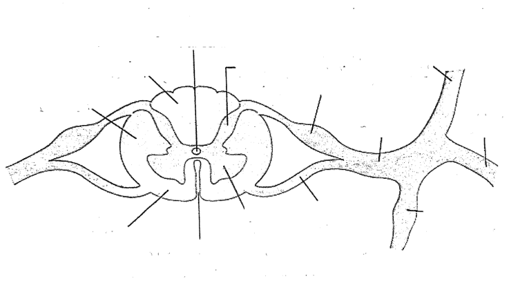 <p>Dorsal ramus</p><p>ventral ramus</p><p>spinal nerve</p><p>dorsal root</p><p>ventral root</p><p>dorsal horn</p><p>ventral horn</p><p>anterior median fissure</p><p>central canal</p><p>rammi communicantis</p><p>lateral funiculus</p><p>ventral funiculus</p><p>dorsal furniculus</p>