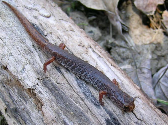 <p>hemidactylium scutatum</p>