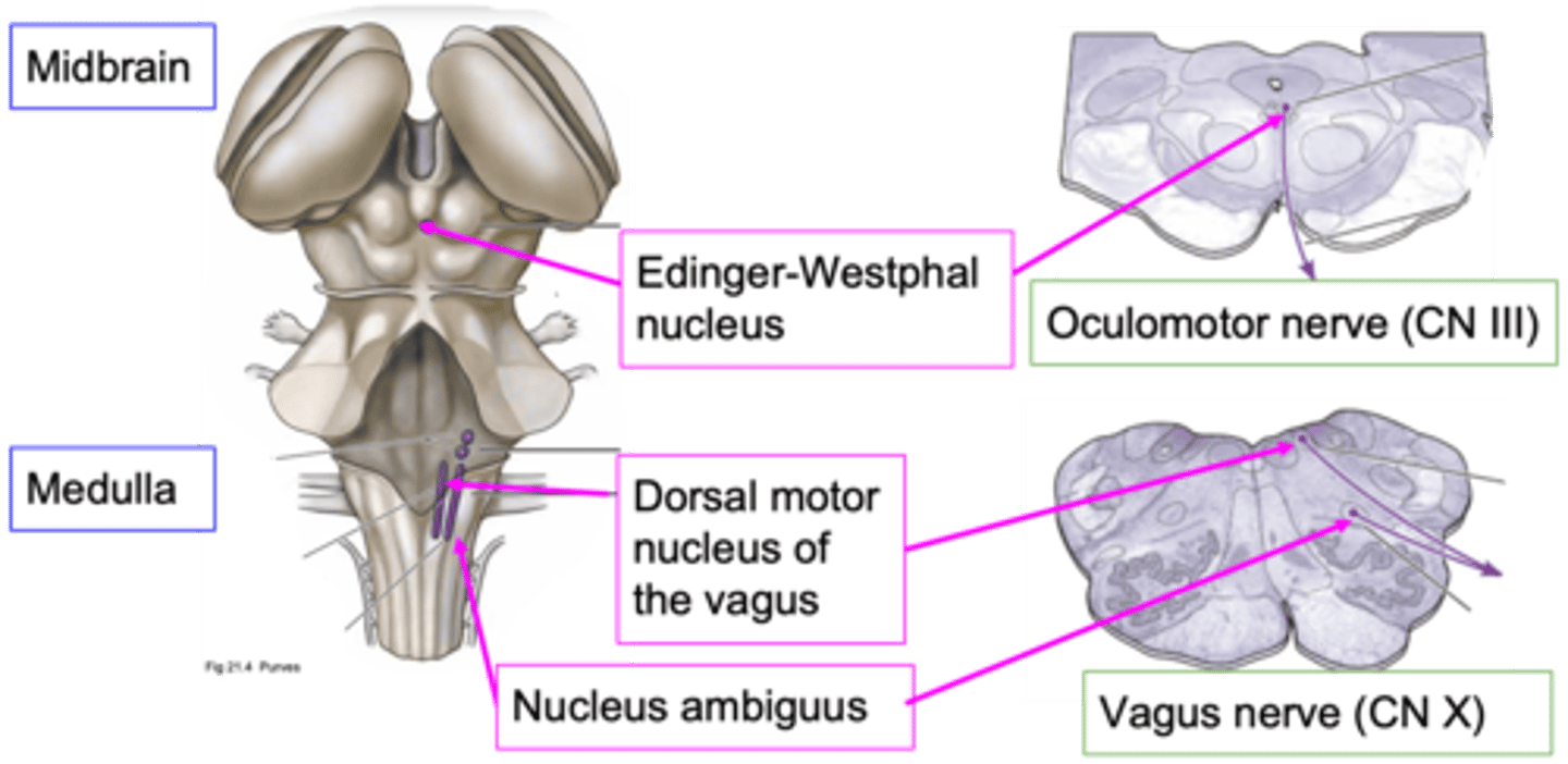 <p>Which nuclei are important nuclei for where the vagus nerve originates?</p>