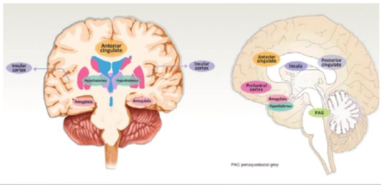 <p>As respostas autonómicas são organizadas numa rede de neurónios do sistema nervoso central:</p><p>• Hipotálamo</p><p>• Sistema límbico</p><p>• Tronco cerebral</p><p>• Medula espinhal</p><p>Vai ser dividido em via simpática, parassimpática e simpática adrenal.</p>