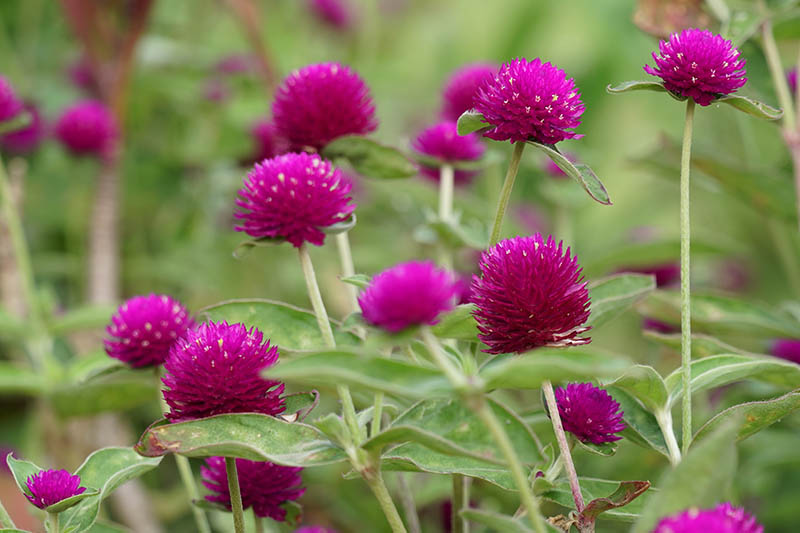 <p>Round little bud/purple</p>