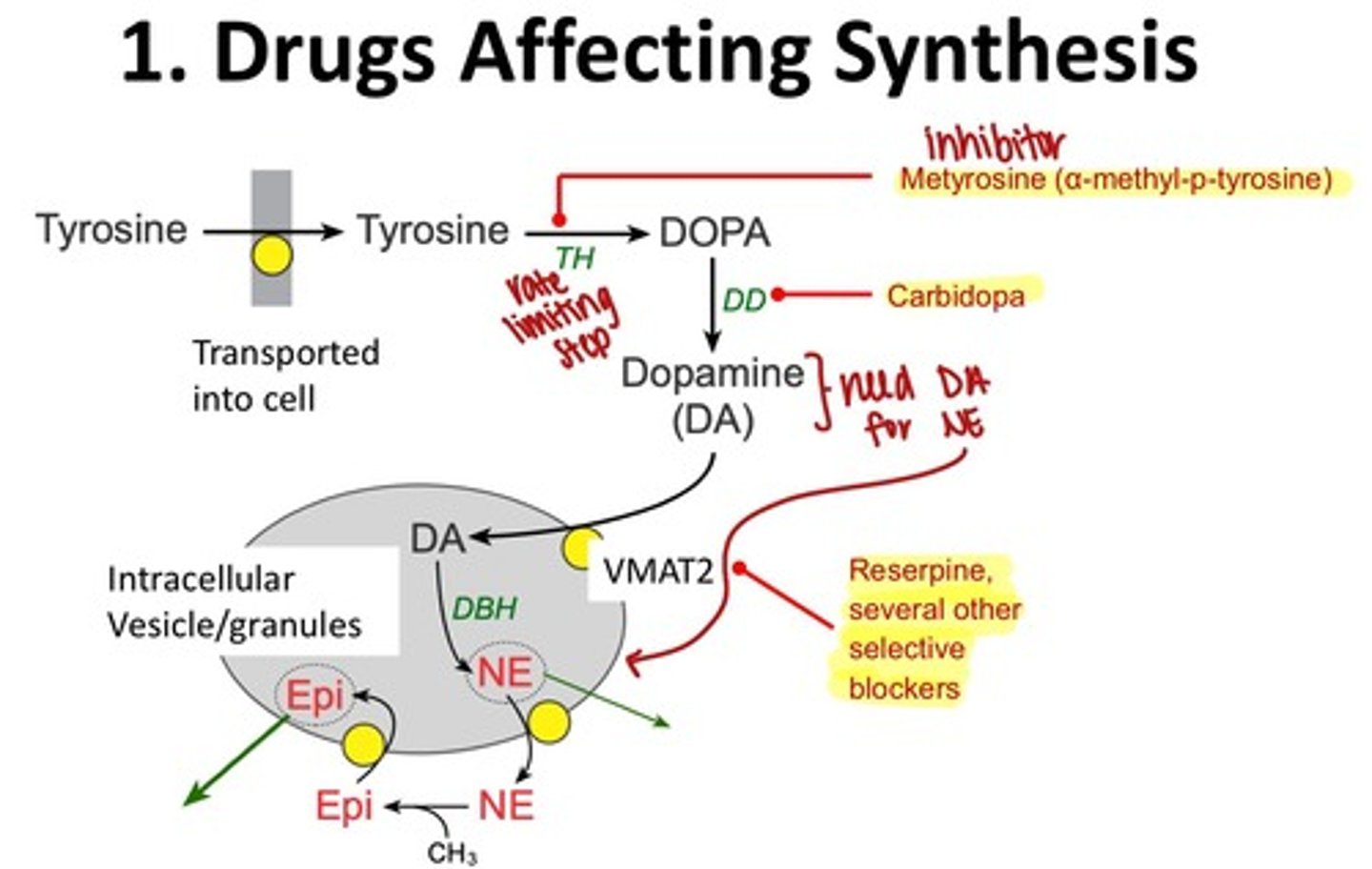 <p>They include catecholamine storage, release, and inactivation.</p>