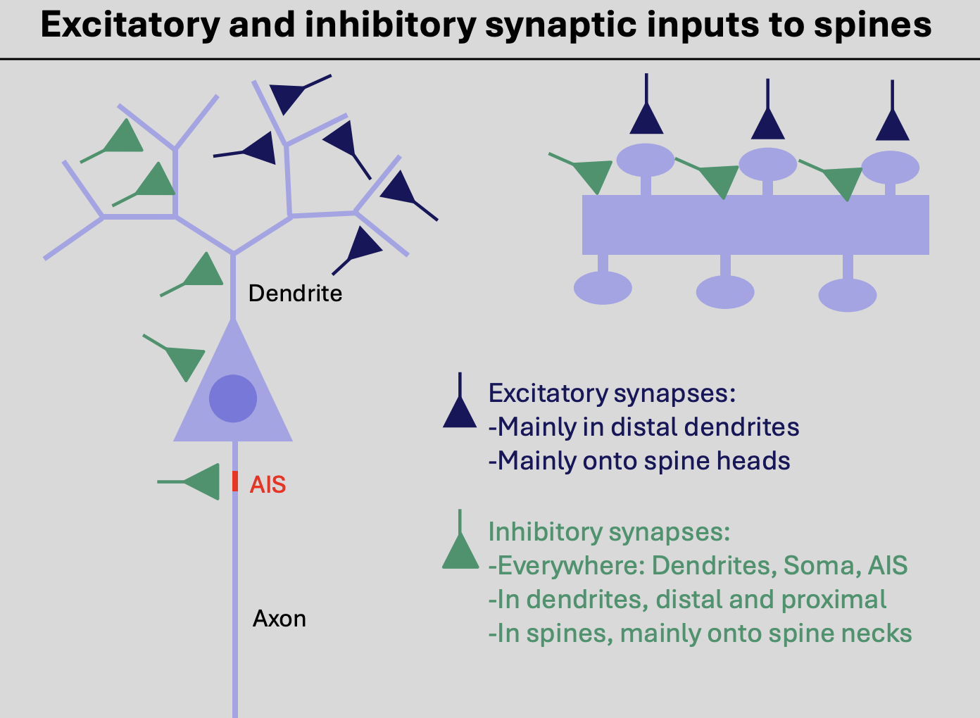 <ol><li><p>Excitatory synapses form onto the</p></li></ol><ul><li><p><strong>heads </strong>of dendritic spines</p></li><li><p>especially in the more <strong>distal</strong> dendrites</p></li></ul><ol start="2"><li><p>Inhibitory synapses form onto the</p></li></ol><ul><li><p><strong>Necks</strong> of spines</p></li><li><p>WHERE: dendrites, soma, AIS → everywhere</p></li><li><p><strong>distal </strong>AND <strong>proximal</strong></p></li></ul><p></p><p><em>note: that previous years of imagingand species looked at are limited→ so distribution may actually be different</em></p>