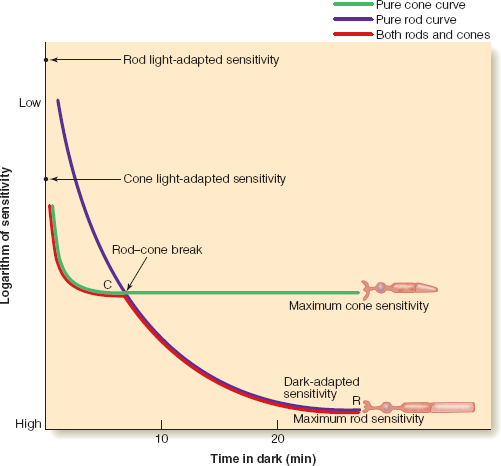 <p>How can we measure the pure cone curve vs the pure rod curve?</p>