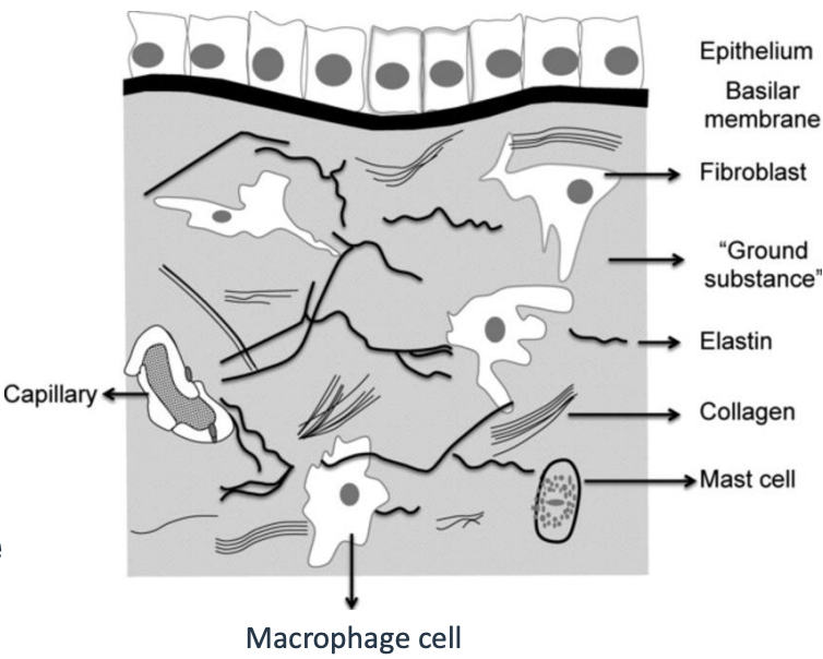 <p>derived from mesoderm <sup>(</sup><span><sup>During embryonic development, the mesoderm gives rise to various tissues, including connective tissues, muscle, bone, and specific epithelial linings)</sup></span> and forms a matrix beneath the epithelium</p><p></p><p>unlike epithelium, it is relatively few cells</p><p></p><p>instead, mostly made of extracelullar matrix: consisting of protein fibres and ground substance</p>