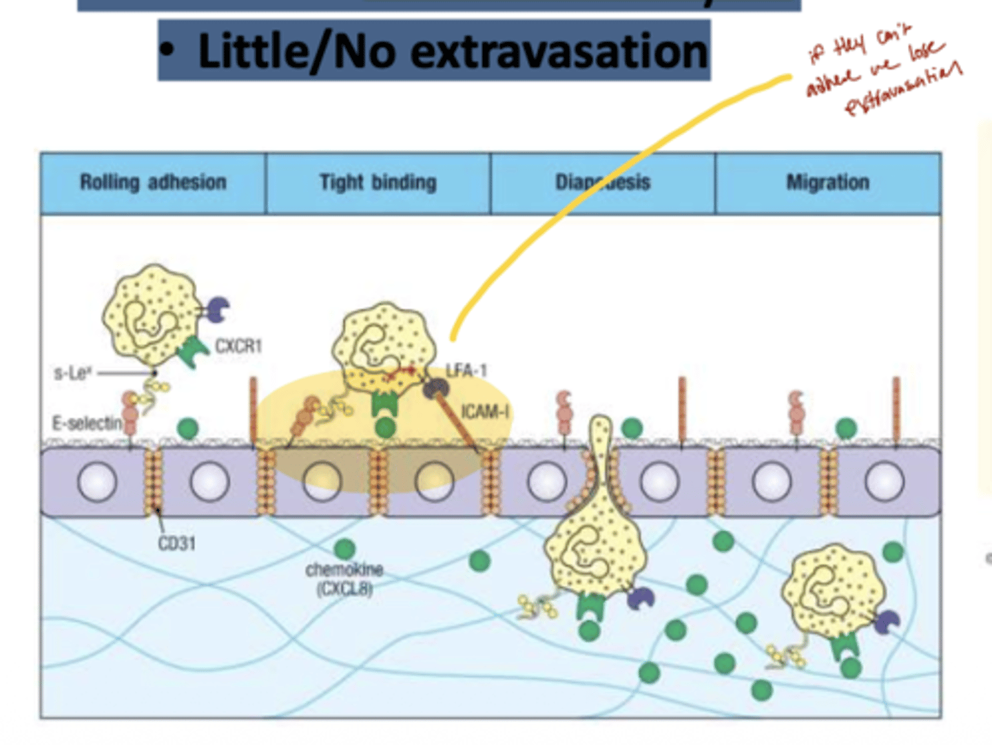 <p>A: In LAD, leukocytes show little or no extravasation(movement), meaning they cannot exit the bloodstream to reach sites of infection, leading to impaired immune response.</p>