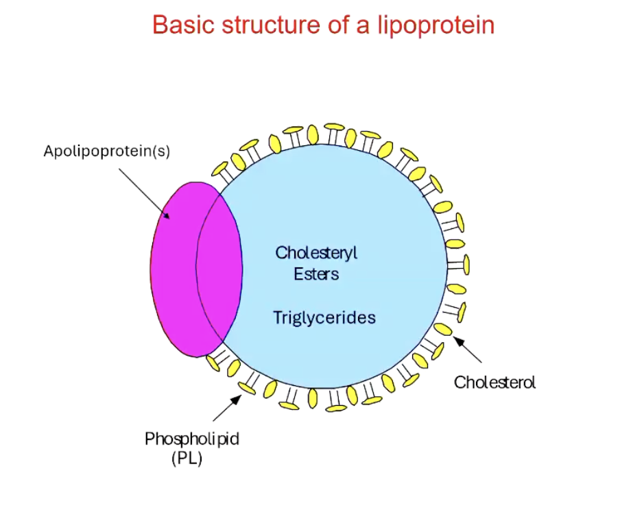 <p>Spherical, core has neutral lipids like cholesteryl esters and TGs</p><ul><li><p>surrounded by phospholipids and free cholesterol</p></li><li><p>associated with apolipoproteins that direct lipoproteins to target tissues</p></li></ul><p></p>