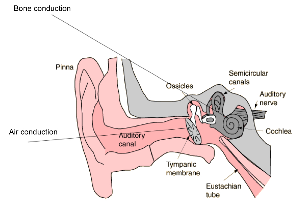 Bone conduction 