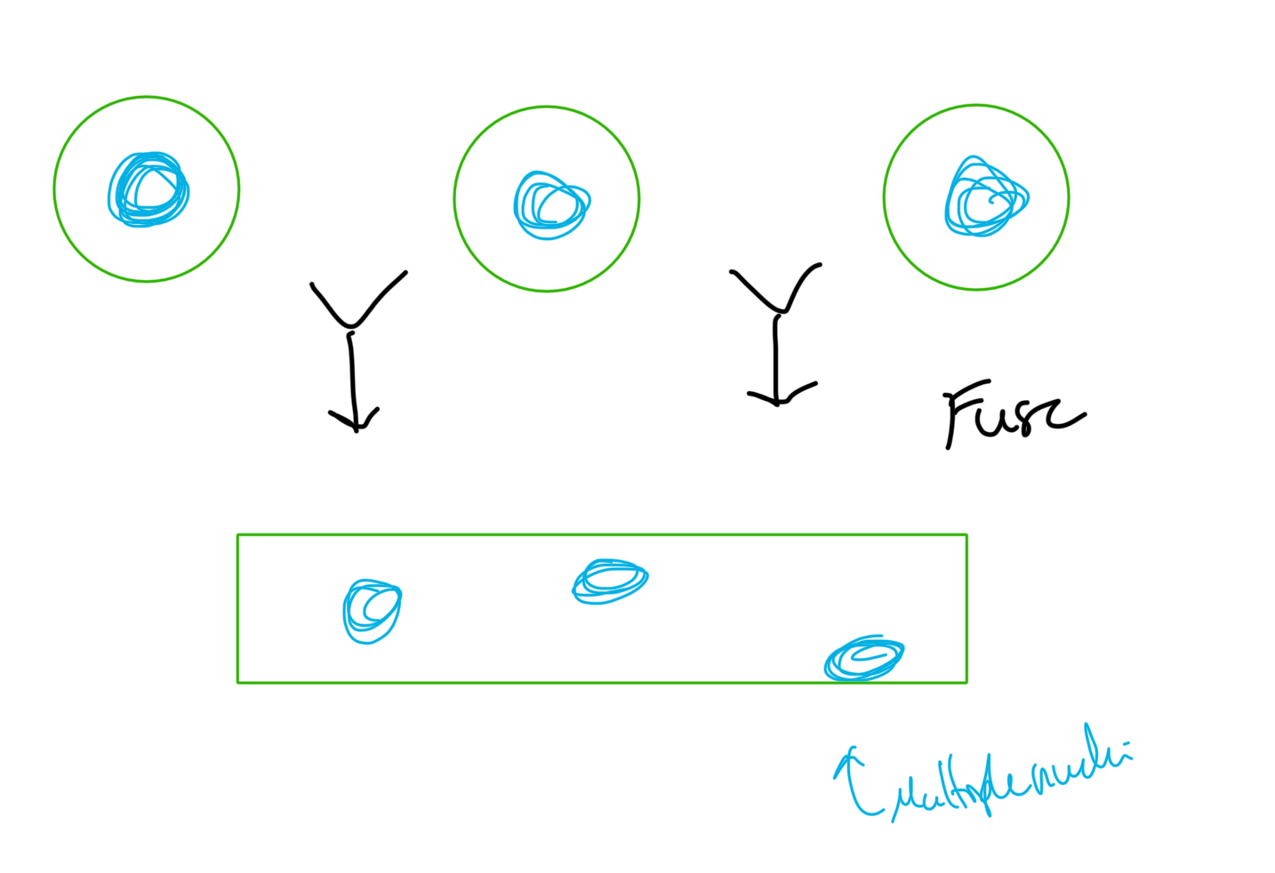 <p>Type of cell resulting = MULTINUCLEATED</p><p>eg. Human <strong>skeletal muscle cells</strong></p>