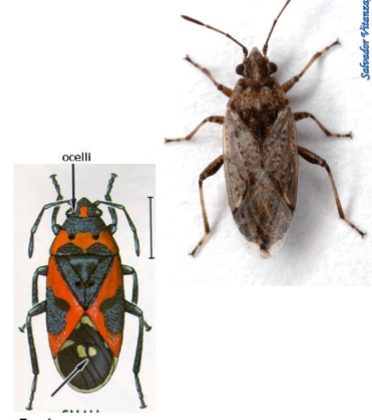 <p>Name the superfamily</p>