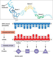 <p>Transcription and translation.</p>