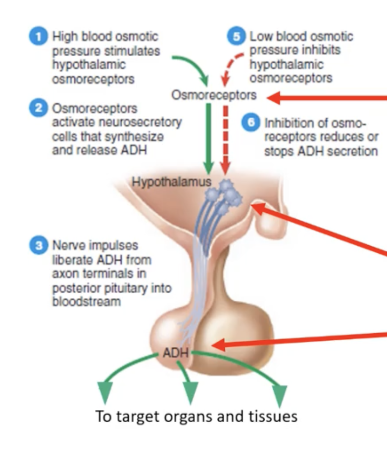 <ul><li><p><strong>Osmoreceptors</strong> sense how concentrated the blood is.</p></li><li><p>If solute concentration is <strong>high</strong>, they trigger more <strong>ADH (antidiuretic hormone)</strong> release.</p></li><li><p>If solute concentration is <strong>low</strong>, they reduce <strong>ADH release</strong>.</p></li><li><p><strong>Other factors</strong> like blood pressure, blood volume, and stress also influence ADH levels.</p></li></ul><p></p>