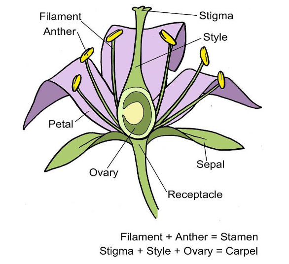 <p>what is the female gamteophyte called?</p>