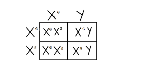 <p>Alleles is only on x chromosome</p>