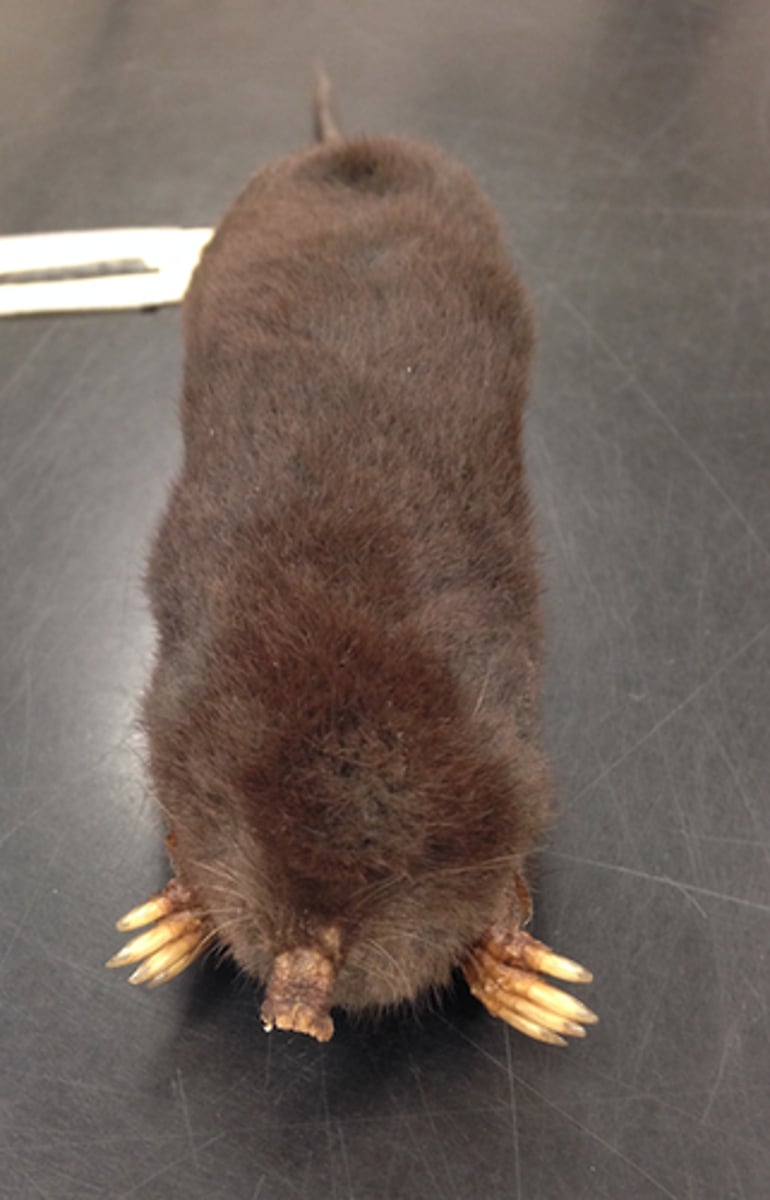 <p>Star nosed mole</p>